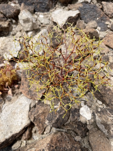 Brittle spineflower (Chorizanthe brevicornu)