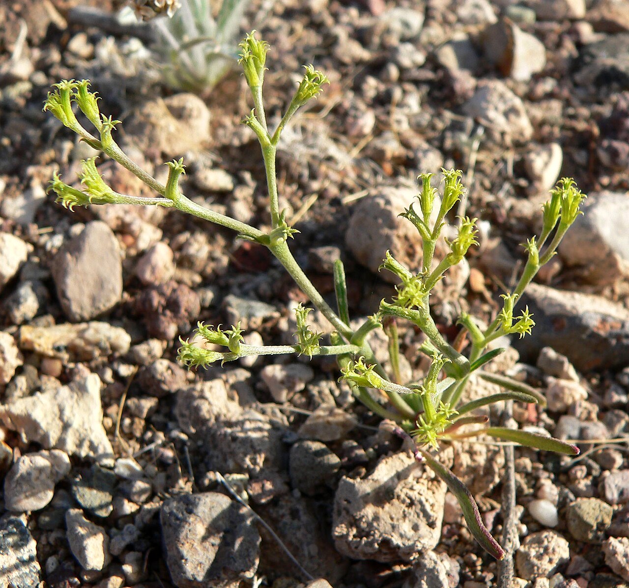 Brittle spineflower: Chorizanthe brevicornu east of the Northshore Road where it crosses Las Vegas Wash, Lake Mead National Recreation Area, southern Nevada