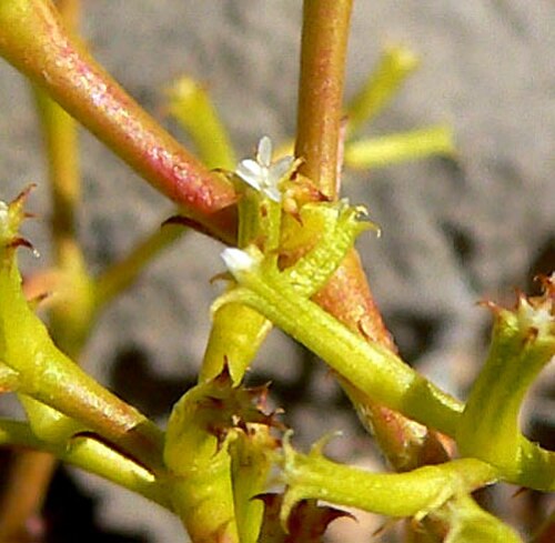 Brittle spineflower (Chorizanthe brevicornu)
