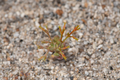 Brittle spineflower (Chorizanthe brevicornu)