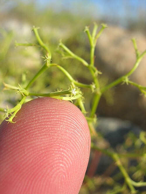 Brittle spineflower: Chorizanthe brevicornu var. brevicornu , Coachella Valley, Riverside County, California