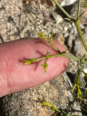 Brittle spineflower (Chorizanthe brevicornu)