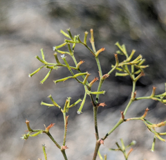 Brittle spineflower (Chorizanthe brevicornu)