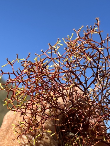 Brittle spineflower (Chorizanthe brevicornu)