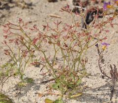 Brittle spineflower (Chorizanthe brevicornu)