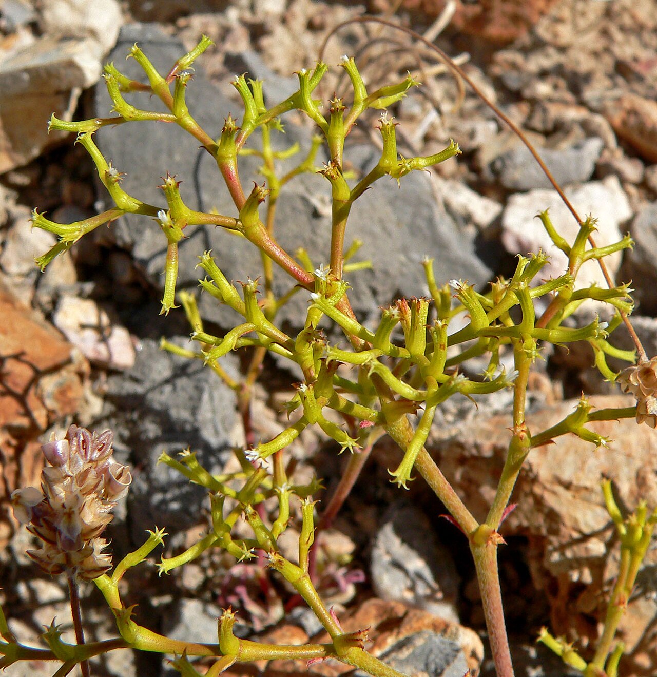 Brittle spineflower (Chorizanthe brevicornu)