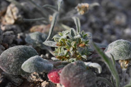 Wrinkled spineflower (Chorizanthe corrugata)