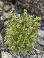 Wrinkled spineflower (Chorizanthe corrugata)