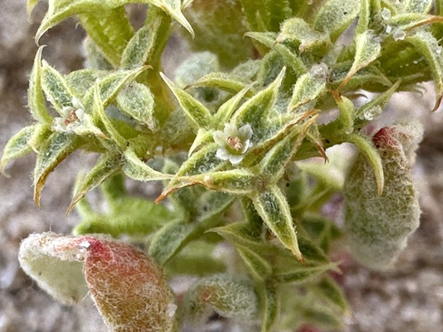 Wrinkled spineflower (Chorizanthe corrugata)