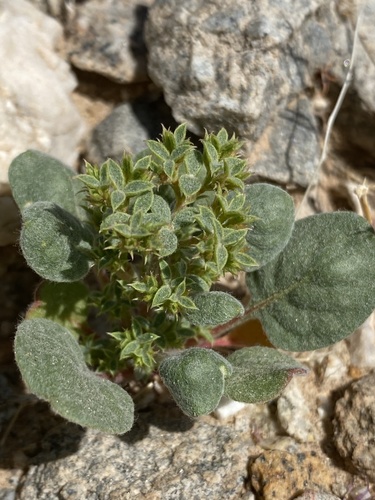 Wrinkled spineflower (Chorizanthe corrugata)