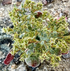 Wrinkled spineflower (Chorizanthe corrugata)