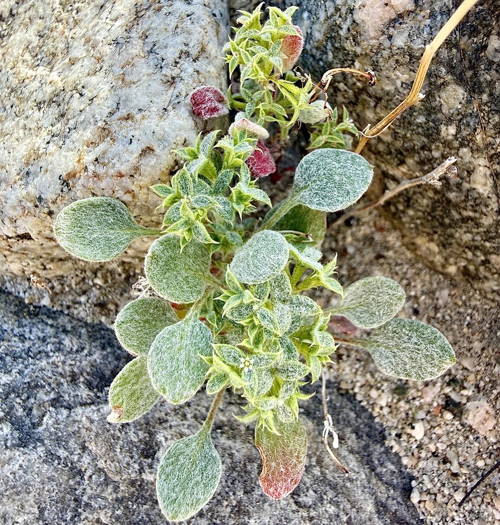 Wrinkled spineflower (Chorizanthe corrugata)