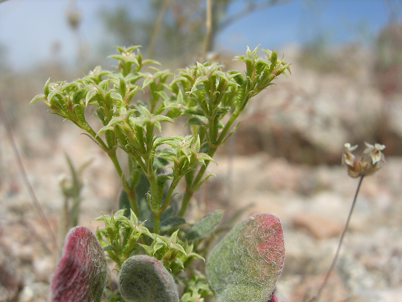 Wrinkled spineflower: Chorizanthe corrugata (Wrinkled spineflower) in the Colorado Desert at Mecca Hills, Southern California, USA