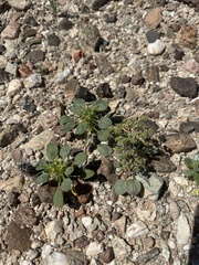 Wrinkled spineflower (Chorizanthe corrugata)