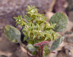 Wrinkled spineflower (Chorizanthe corrugata)