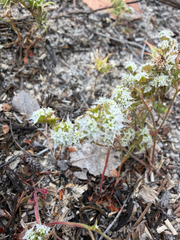 Diffuse spineflower (Chorizanthe diffusa)