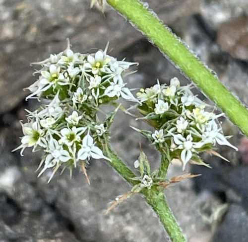 Diffuse spineflower (Chorizanthe diffusa)