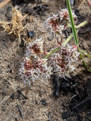 Diffuse spineflower (Chorizanthe diffusa)