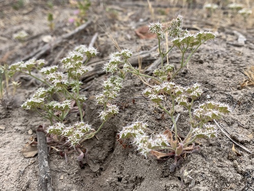 Diffuse spineflower (Chorizanthe diffusa)