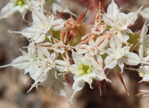 Diffuse spineflower (Chorizanthe diffusa)