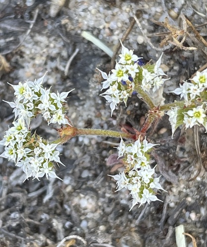 Diffuse spineflower (Chorizanthe diffusa)