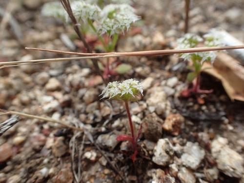 Diffuse spineflower (Chorizanthe diffusa)