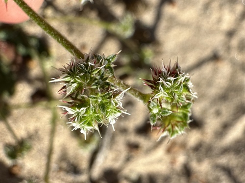 Diffuse spineflower (Chorizanthe diffusa)