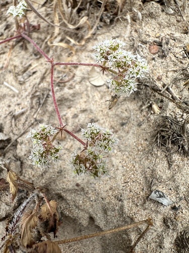 Diffuse spineflower (Chorizanthe diffusa)