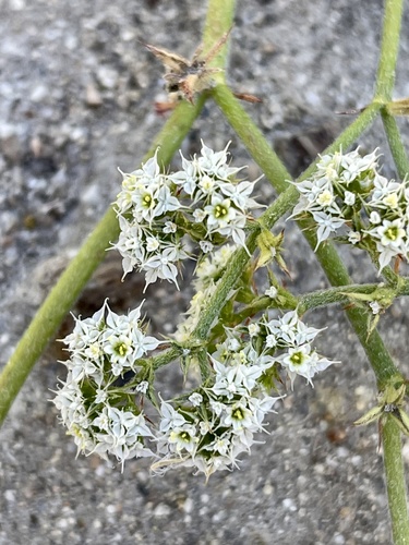 Diffuse spineflower (Chorizanthe diffusa)