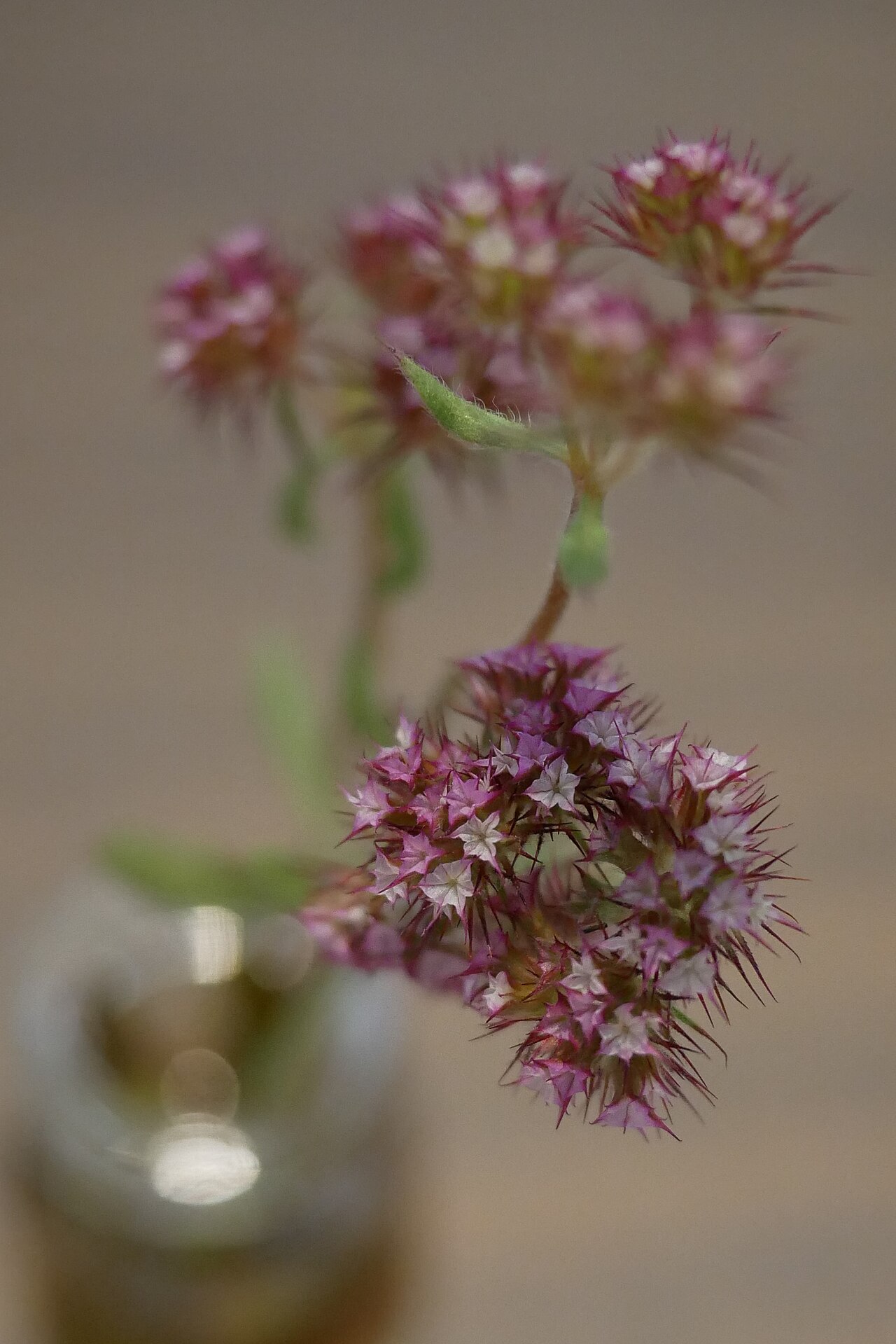 Douglas' spineflower: Polygonaceae Douglas Spineflower Chorizanthe douglasii
