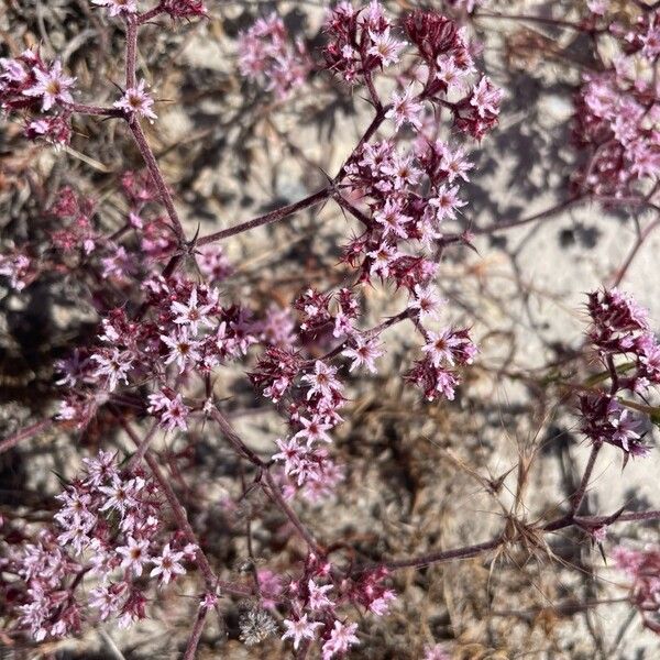 Fringed spineflower (Chorizanthe fimbriata)