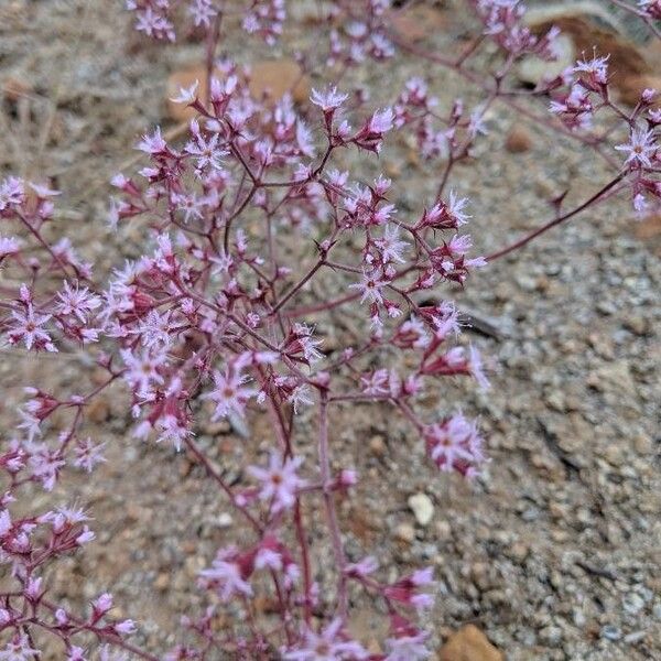 Fringed spineflower (Chorizanthe fimbriata)