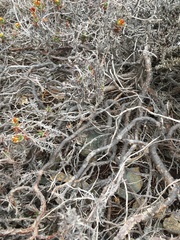 Chorizanthe flavescens (Chorizanthe flavescens)