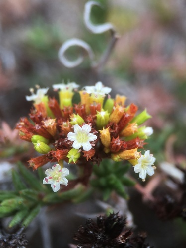 Chorizanthe flavescens (Chorizanthe flavescens)