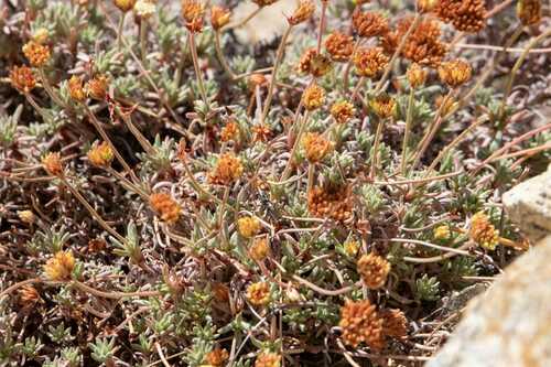 Chorizanthe flavescens (Chorizanthe flavescens)