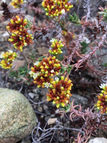 Chorizanthe flavescens (Chorizanthe flavescens)