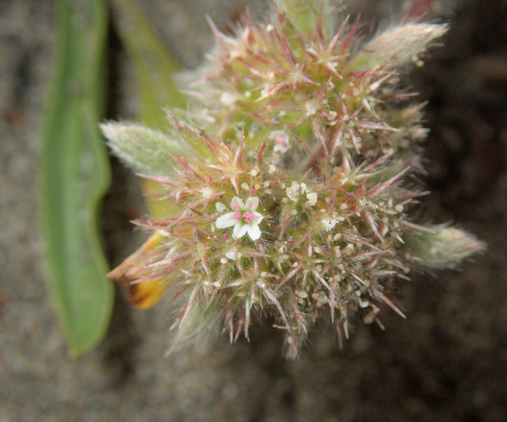 Mendocino spineflower (Chorizanthe howellii)