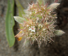 Mendocino spineflower (Chorizanthe howellii)