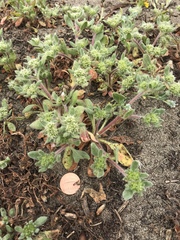 Mendocino spineflower (Chorizanthe howellii)