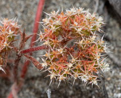 Mendocino spineflower (Chorizanthe howellii)