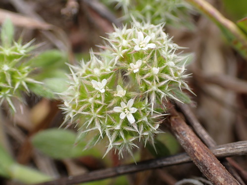 Mendocino spineflower (Chorizanthe howellii)