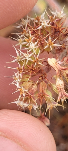 Mendocino spineflower (Chorizanthe howellii)
