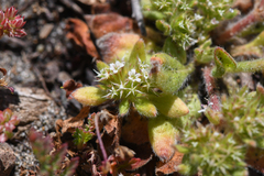 Mendocino spineflower (Chorizanthe howellii)