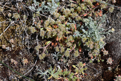Mendocino spineflower (Chorizanthe howellii)
