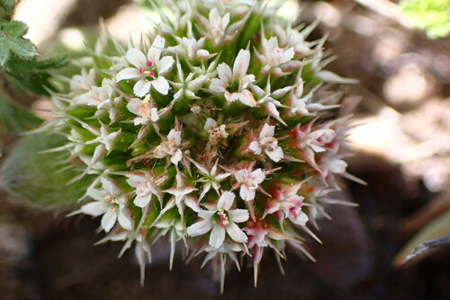 Mendocino spineflower (Chorizanthe howellii)