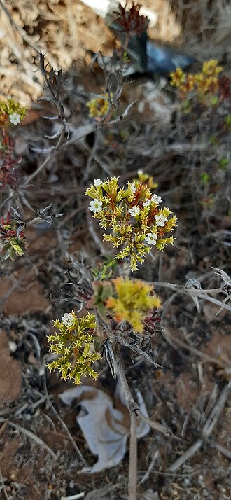 Chorizanthe kingii: Chorizanthe kingii. Species of plant.