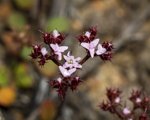 Ramona spineflower (Chorizanthe leptotheca)