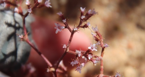 Ramona spineflower (Chorizanthe leptotheca)
