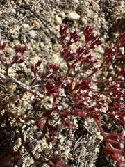Ramona spineflower (Chorizanthe leptotheca)