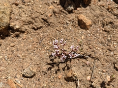 Ramona spineflower (Chorizanthe leptotheca)